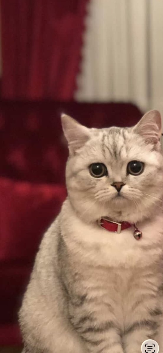 Yüzüme kahve peelingi yaptım.
Kedim korktu kaçtı,telefonum yüzümü tanımadı ahahafsjfdjjş👻