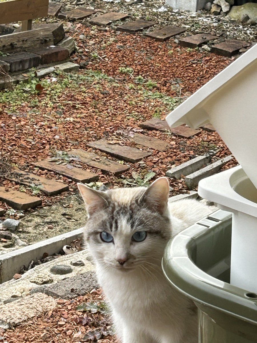 pekiwhite's tweet photo. ✳︎里親募集(代理)

仙台市秋保エリアで可愛い猫ちゃんを2匹保護しています。
ワクチン・手術済み。猫エイズ陽性ですので、先住ちゃんが居ない方、または陽性の子がいる方。
黒♂推定2歳、白♂推定1歳です。
里親さんのご自宅まで向かい、手渡しの予定。

リプもしくはDM にてお問い合わせください！ https://t.co/sVX2smDGPZ