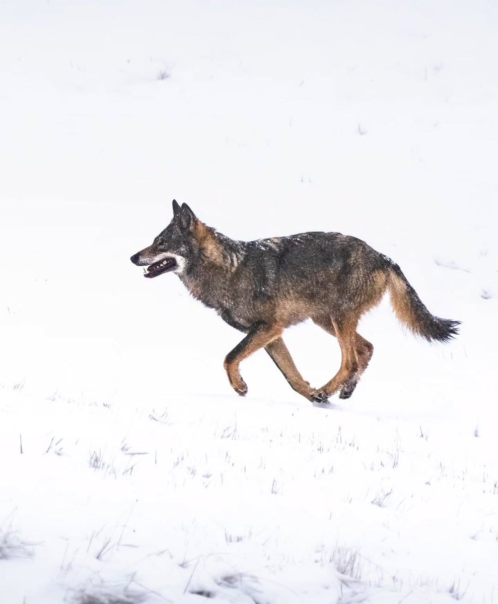 La conservación del lobo no puede depender de las mentes obtusas de <a href="/IdiazAyuso/">Isabel Díaz Ayuso</a> o <a href="/AdrianBarbon/">🌹 Adrián Barbón 💙💛</a>
El lobo no entiende de límites ni fronteras, es ibérico y por tanto su conservación debe de recaer en un organismo supranacional que vele por su recuperación.
Ciencia y conocimiento.