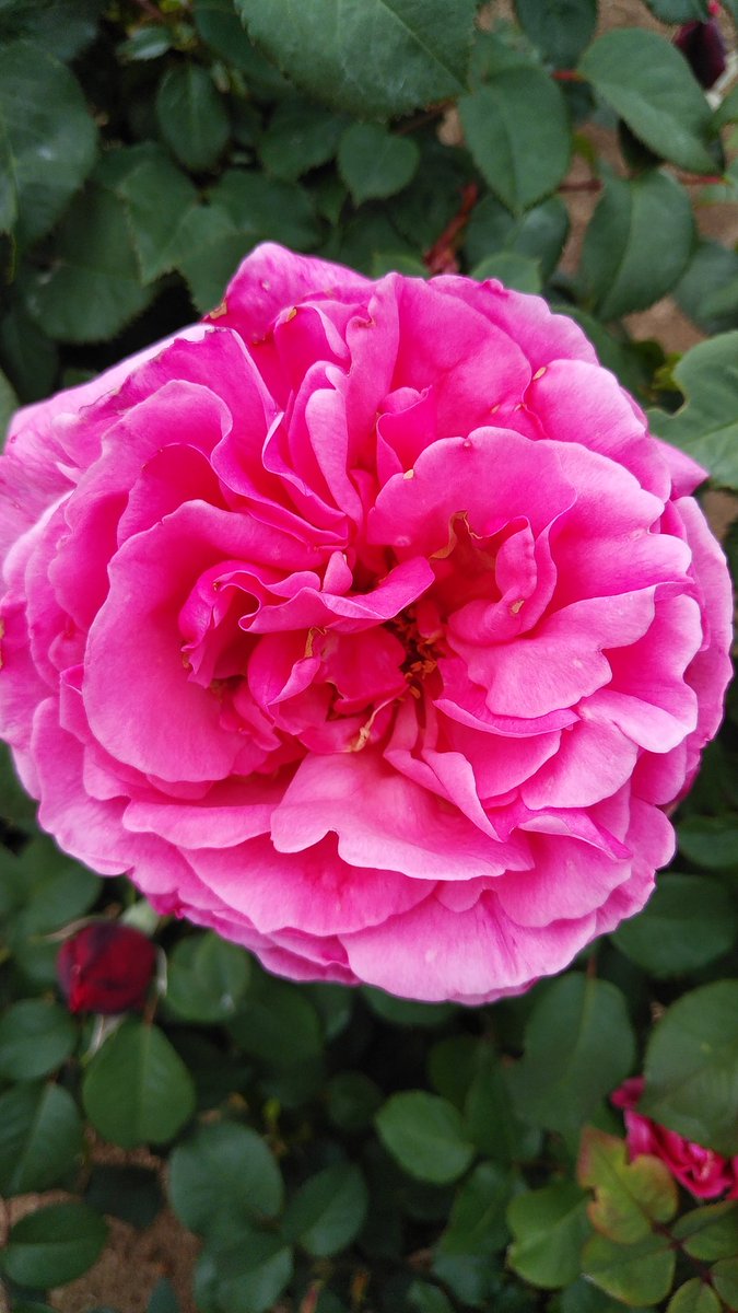 箸休め２🌹薔薇🌹
take a break-2🌹beautiful rose🌹