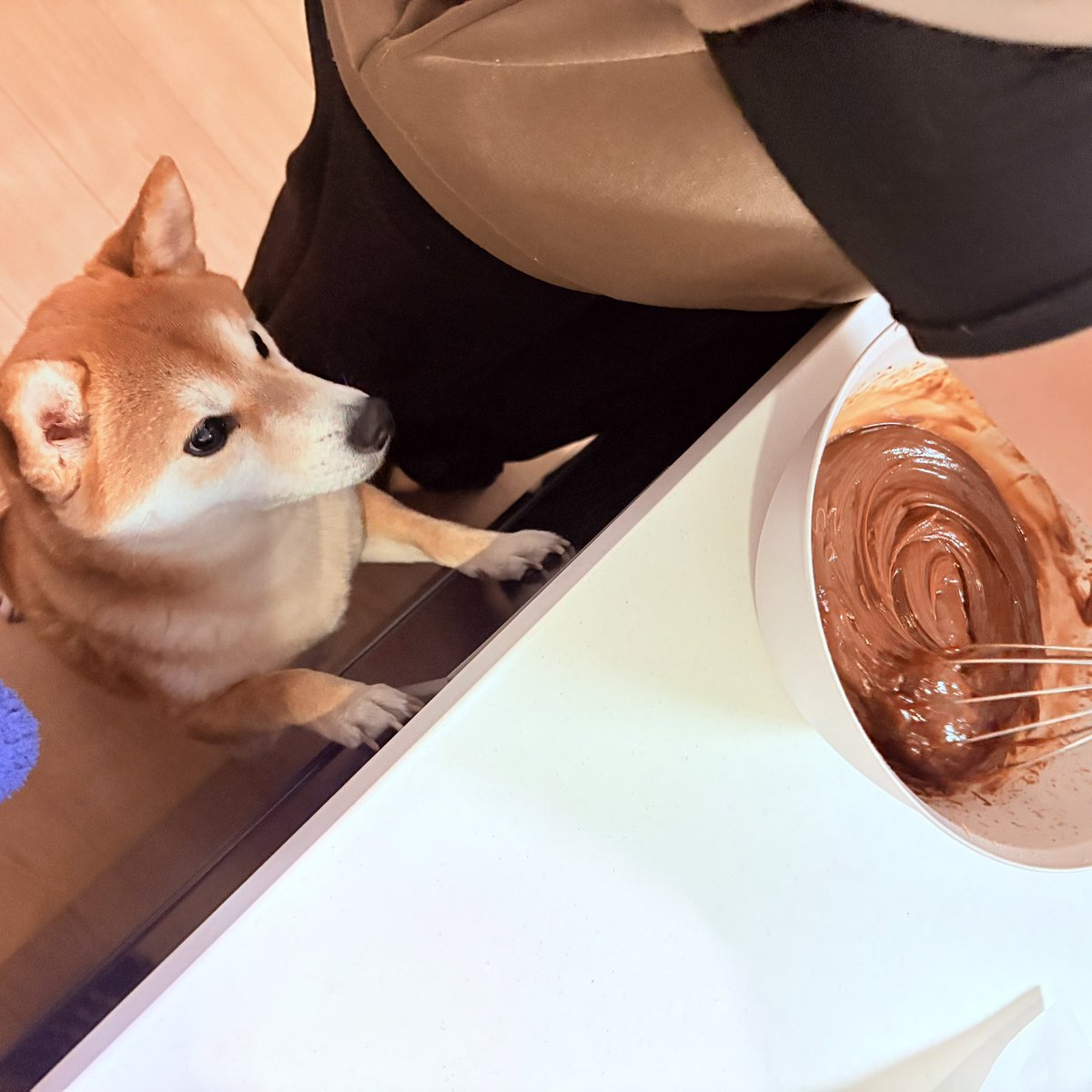 Toramal915's tweet photo. 作ってるやつ俺にもよこせ！
#豆柴 #柴犬 
#バレンタイン https://t.co/qikE2jxRqC