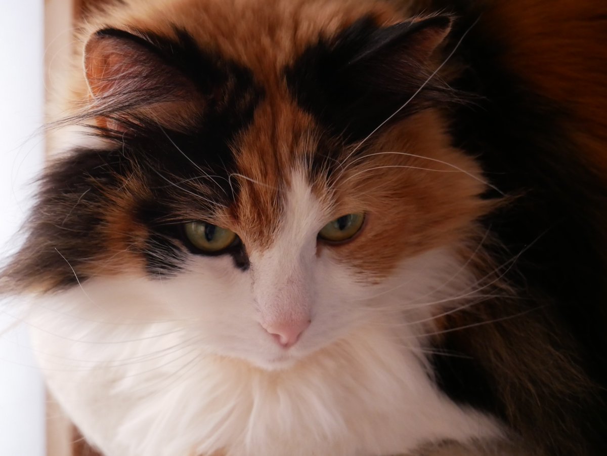 【投票結果】 
30名の方にご参加いただき本当に感謝です！🙏

結果は僅差で元アイコン優勢。

「アイコンは名刺。認知を崩さない方がいい」 というご意見を参考に、

元デザイン＋愛猫に決定🐈
みなさんのおかげで、 思い入れのあるアイコンになりました！

実は2匹いるので両方入れられて大満足です！