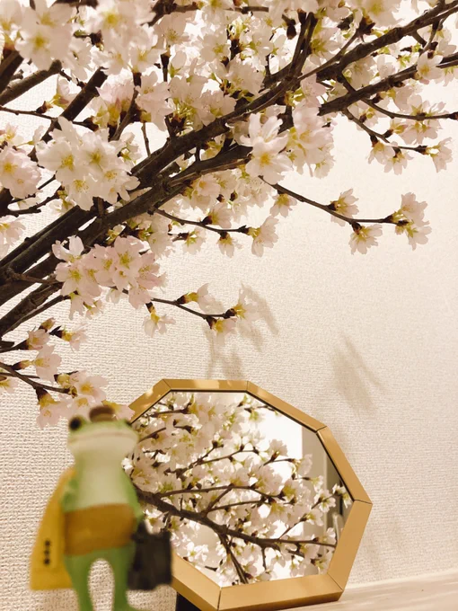 我が家の桜は満開です