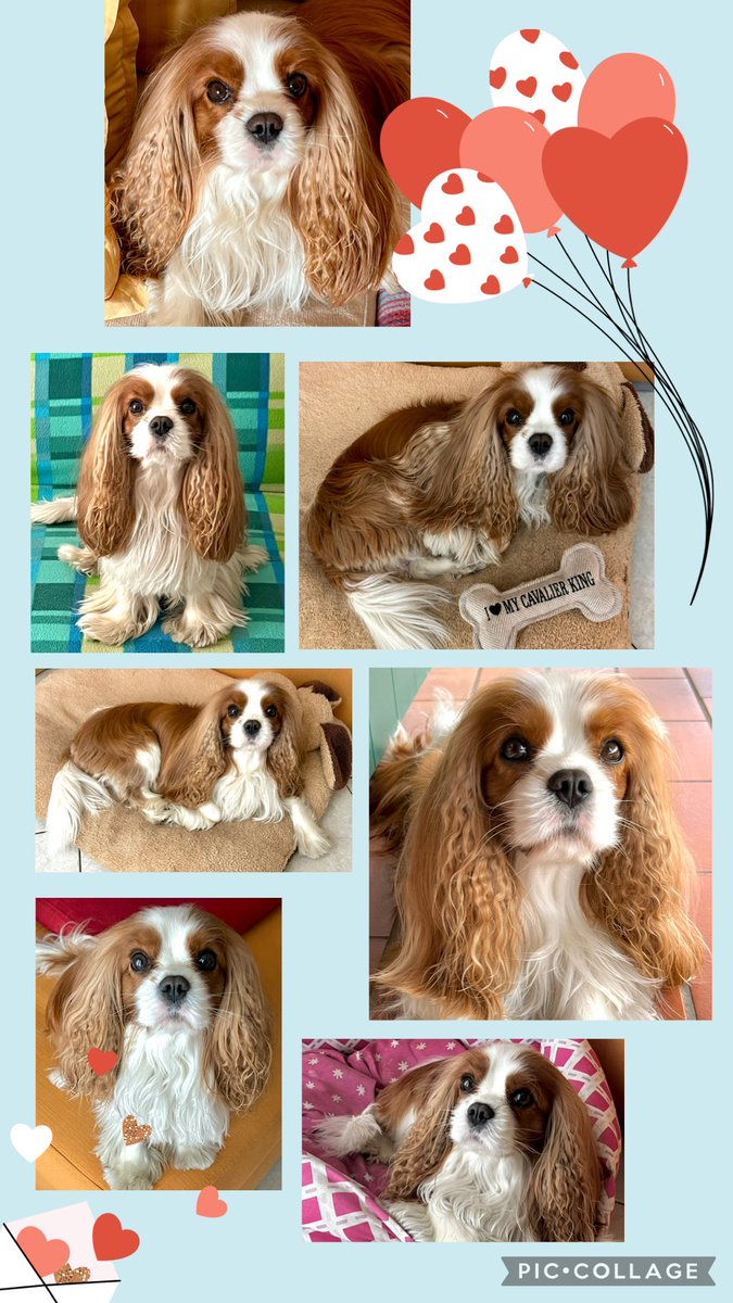 #HappyValentinesDay2026 ❤️
#CavalierKingCharlesSpaniel 🐶