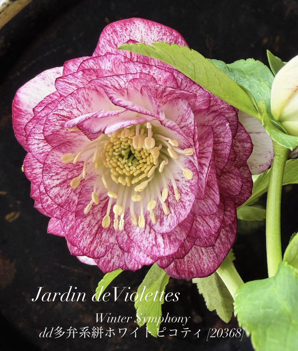 クリスマスローズ ウィンターシンフォニー💫 今日の花姿✨ ❄️お