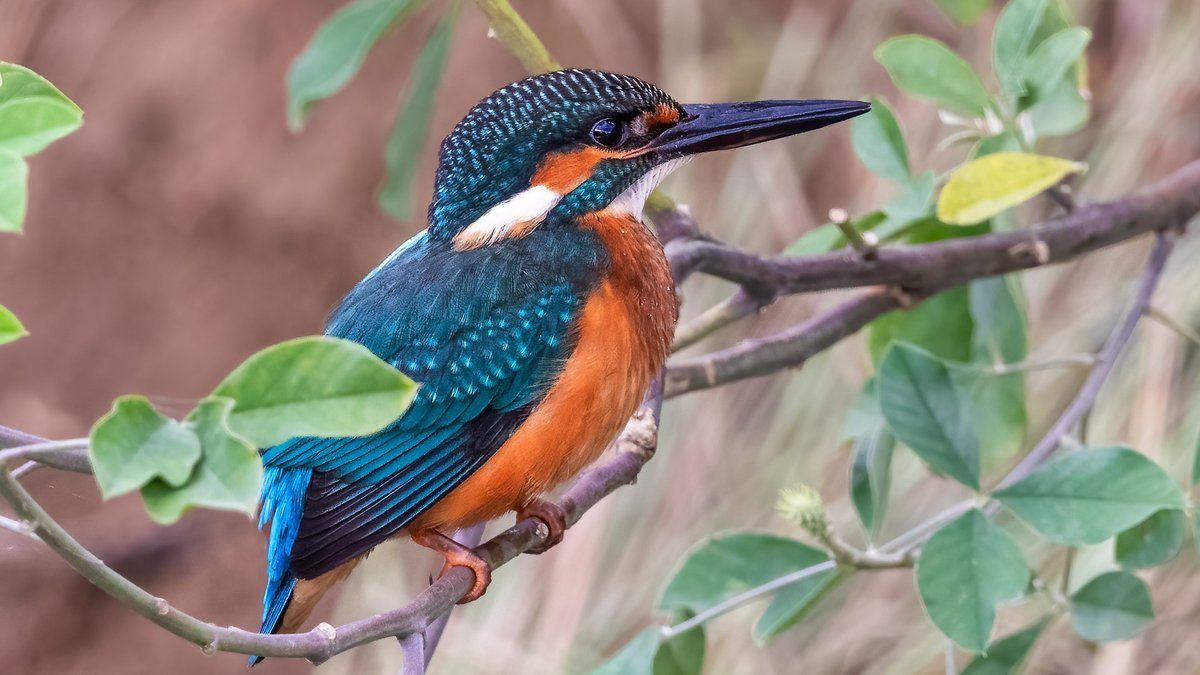 samthebirder tweet media