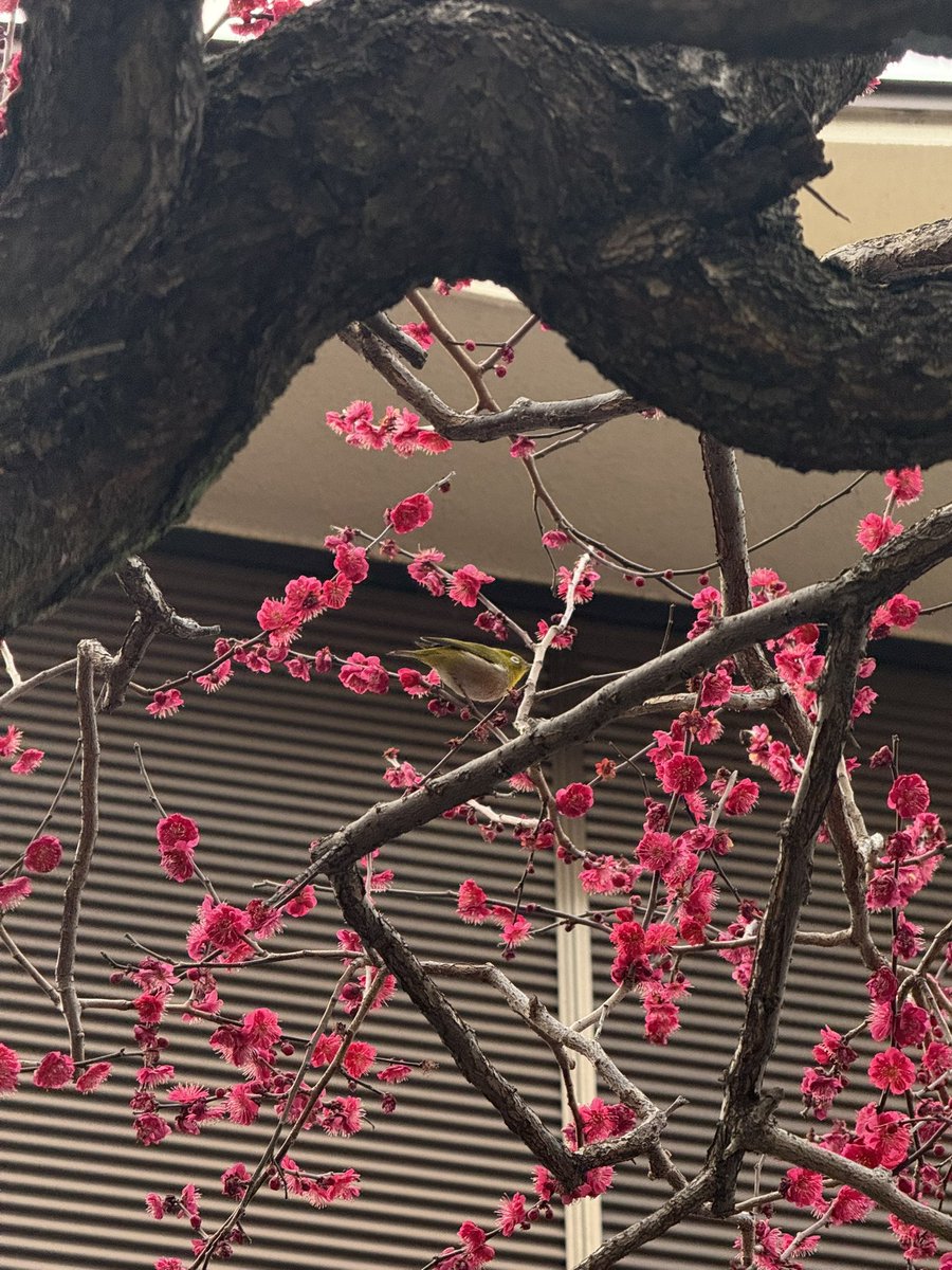 홍매화와 동박새! 너무 귀욥다
