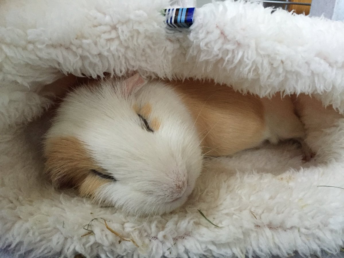 どれだけ経ってもかわいいカプやん