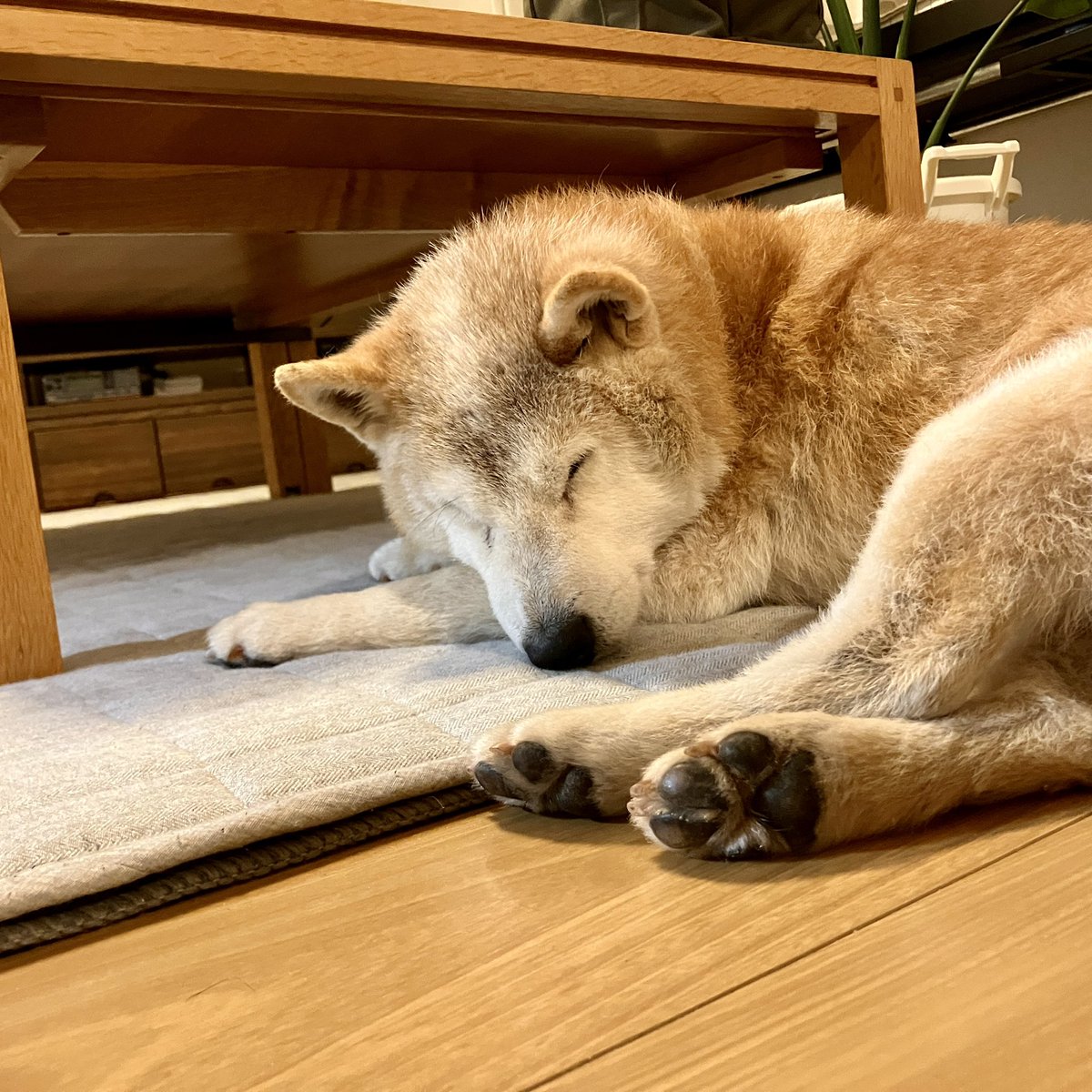 うちのおじいちゃん（愛おしい）