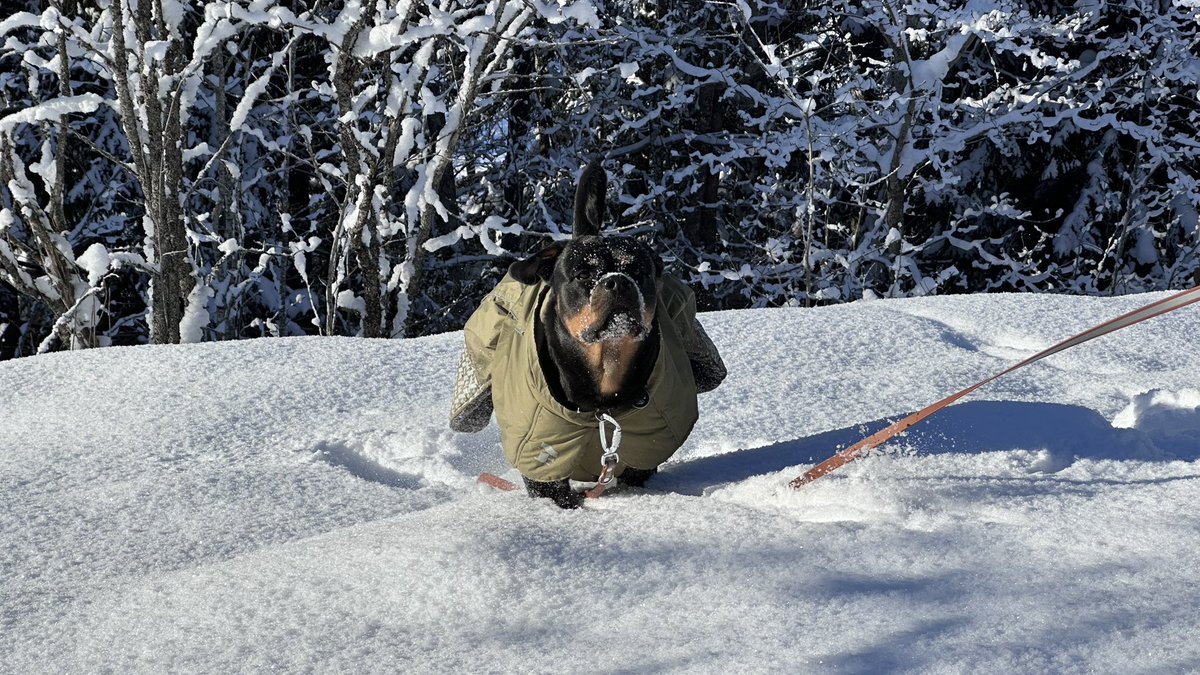 Kimma Rotikka tweet media