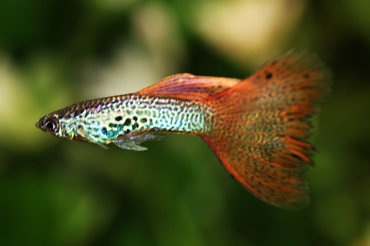 まっちゃん (@hirofish621) / Posts / X