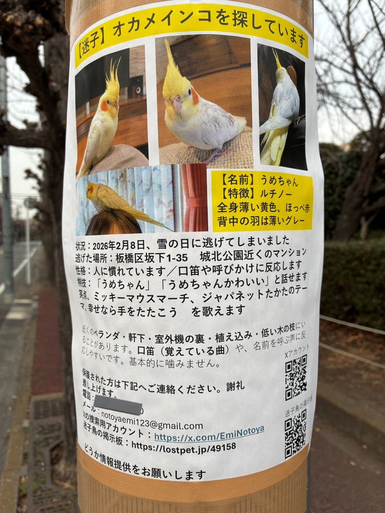 ici55861's tweet photo. 見つかりますように。
うちのぴぴは、近所で保護されて1ヶ月半後に戻って来たので諦めないで下さいね。

＃インコ迷子
＃迷子鳥
＃保護鳥
＃オカメインコ
＃板橋区
＃板橋区坂下 https://t.co/AtTpaAX9CB