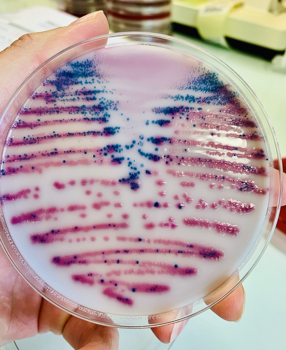 Geneviève HéryArnaud tweet media