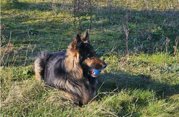 Harry Spoelstra tweet media