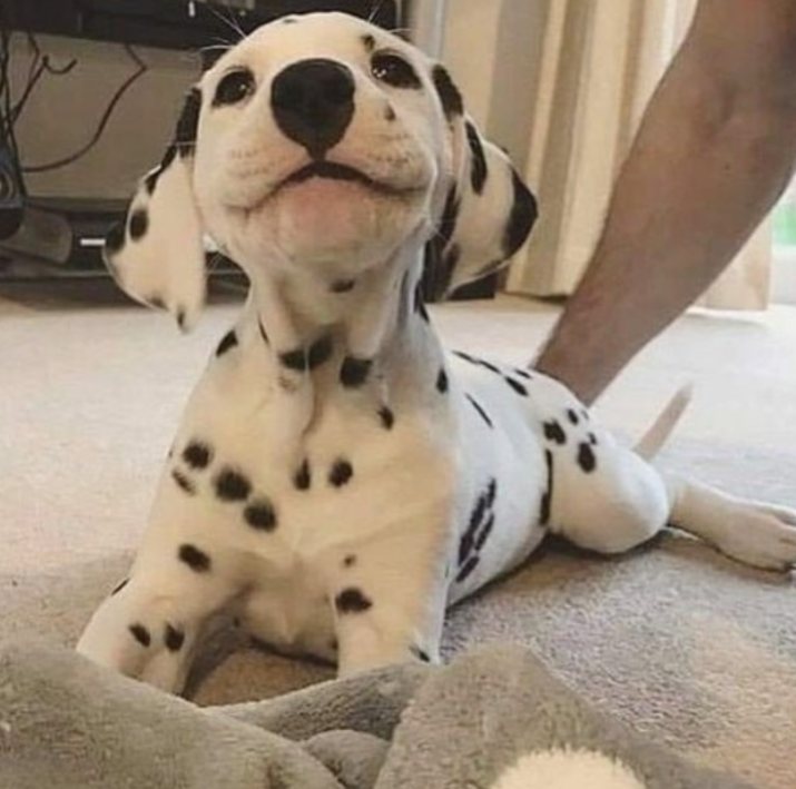 Tweets of Dogs tweet media