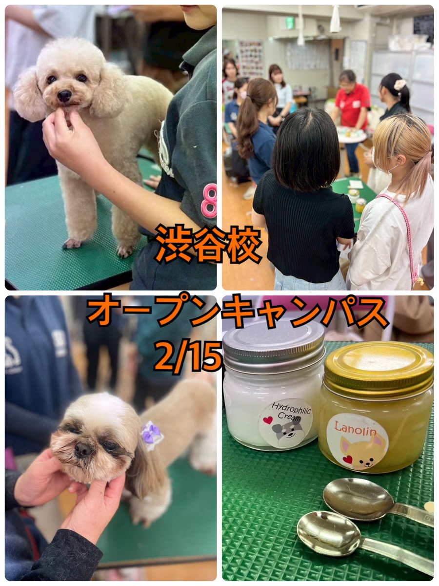 SJD_DOG's tweet photo. 渋谷校

2/15(日)渋谷校
オープンキャンパスがあります！！

オープンキャンパスならではの体験ができたり実際に生徒がカットしてるとこやお話が聞けます📢✂️

少しでも学校選びに悩んでいる方
トリマーという職業が気になる方
お気軽にお越しください😄

ご予約は不要です。
13：30〜(実技教室にて) https://t.co/tffqIRpEo7