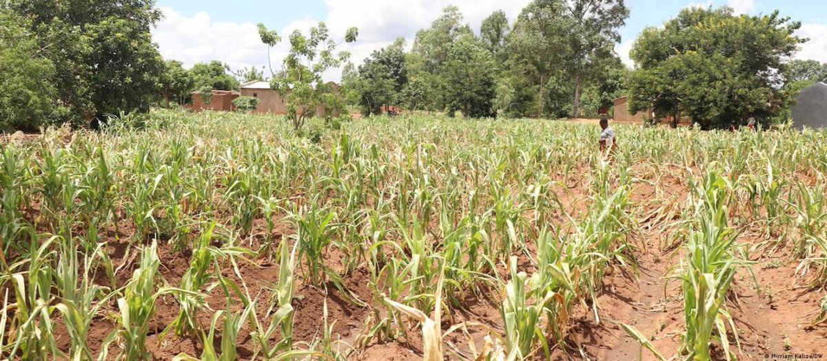 Climate Action Coalition of Zimbabwe tweet media