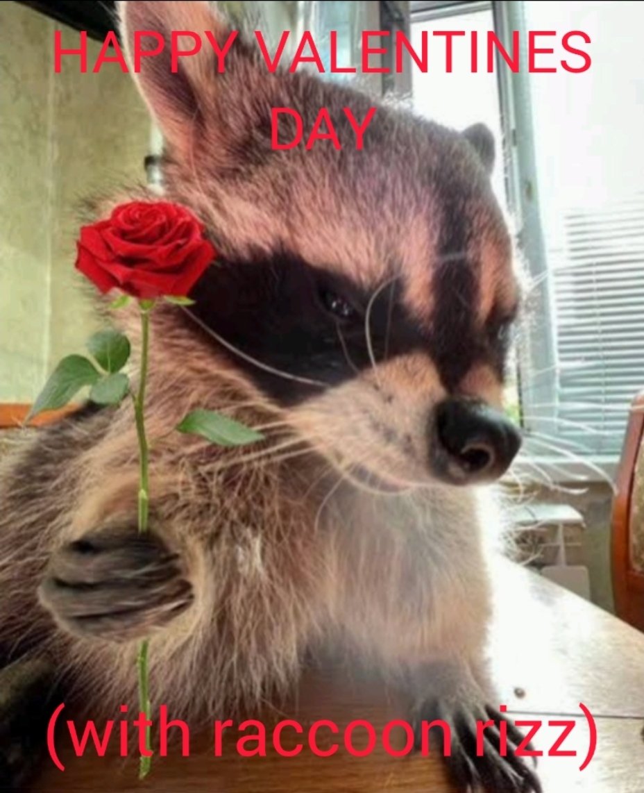 Why you should have a Raccoon (@shouldhaveracc) on Twitter photo 