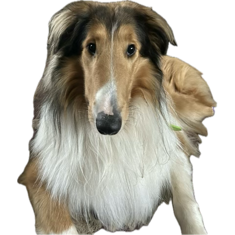 DogsTruth tweet media