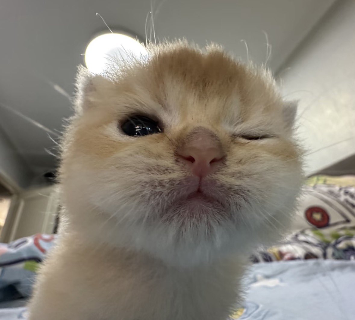 💖 (@twaniimals) on Twitter photo 