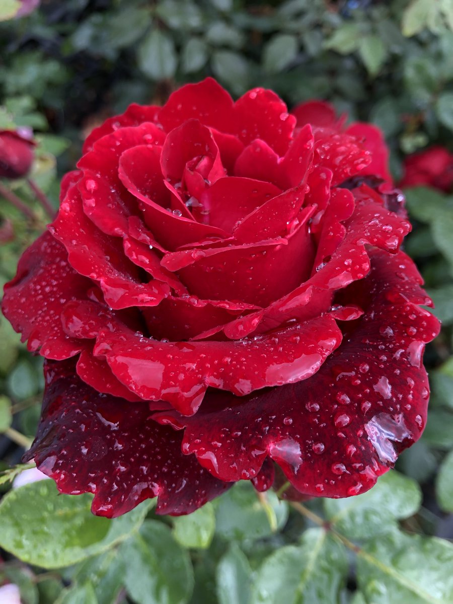 C and K Jones Roses aka JonesTheRose tweet media