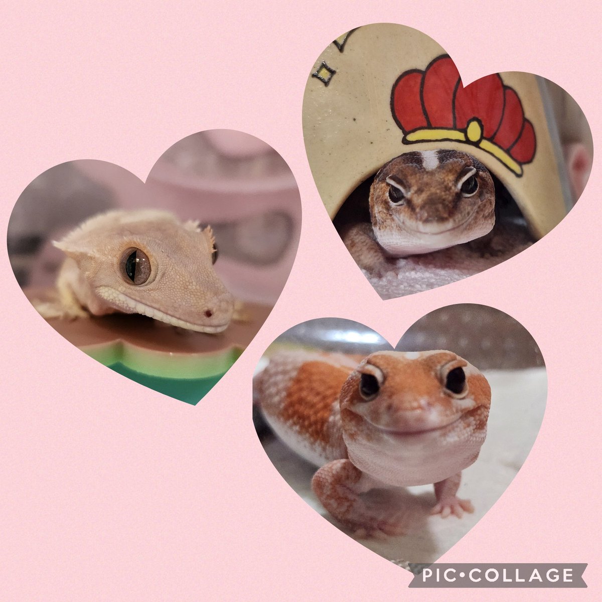 PINK REPTILES (@nao7o5p) / Posts / X