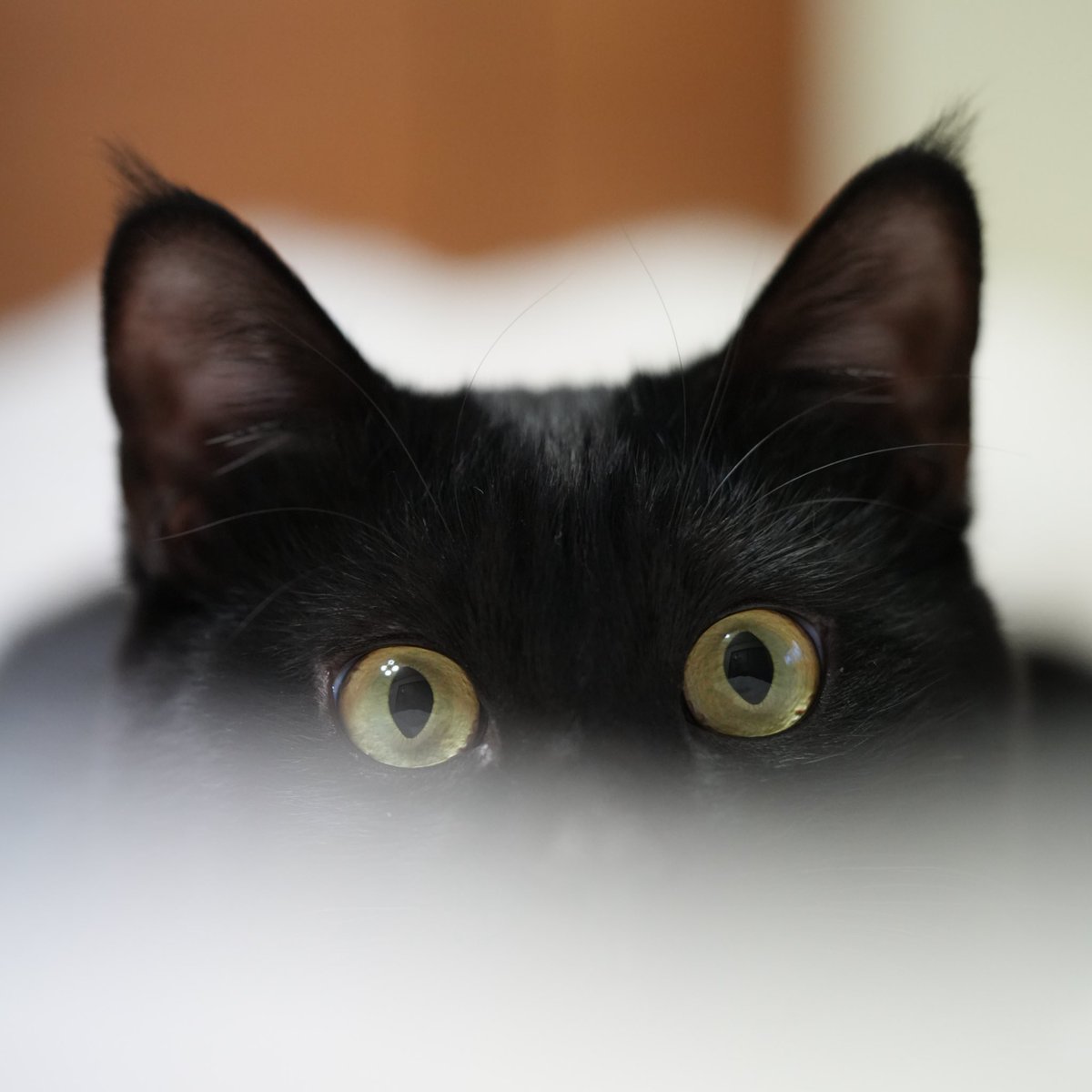 埋まってる。見てる。 #猫 #黒猫 #blackcat