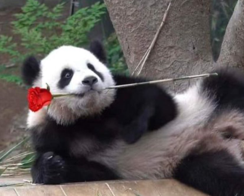 DaPandaGirl 🐼 tweet media