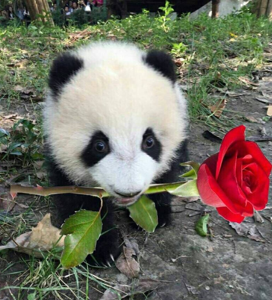 DaPandaGirl 🐼 tweet media