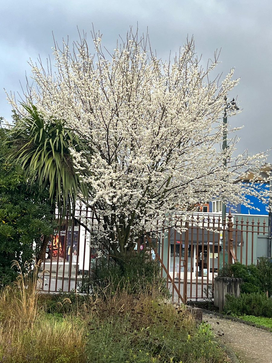 West Norwood Cemetery tweet media