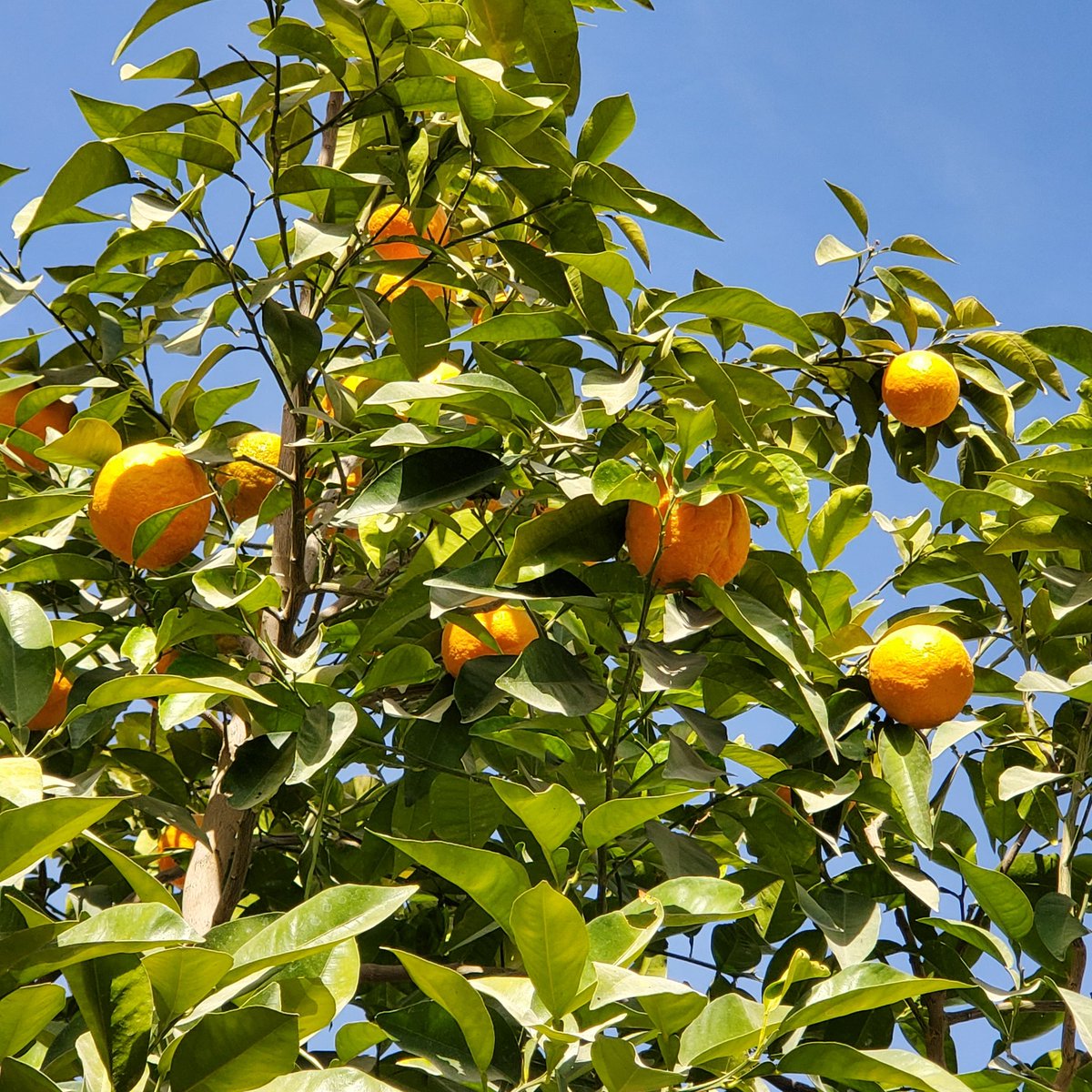 ShamsWaMah's tweet photo. ☀️🍊 https://t.co/VzEozgj6i0