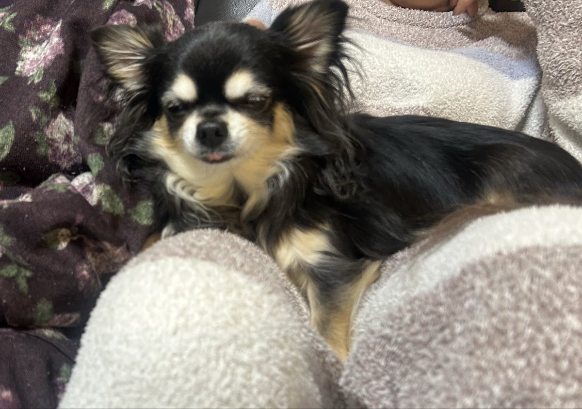 高山のぞみ🐶『高山のここからはじめるリスニング』(Gakken)3刷決定