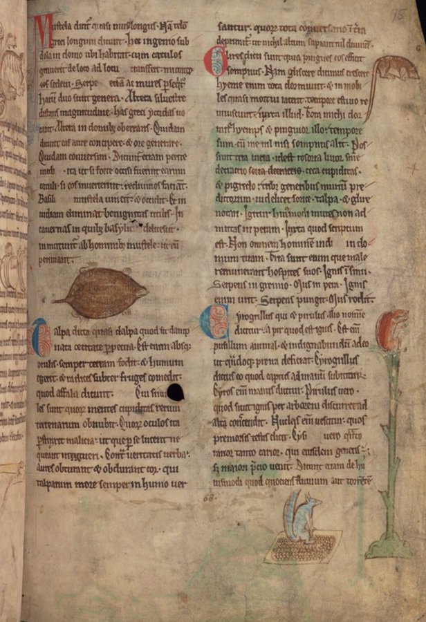 Mole, Doormouse, and Squirrel

Cambridge University Library, MS Kk.4.25; Bestiary; c.1230; England; f.75r @CamDigLib