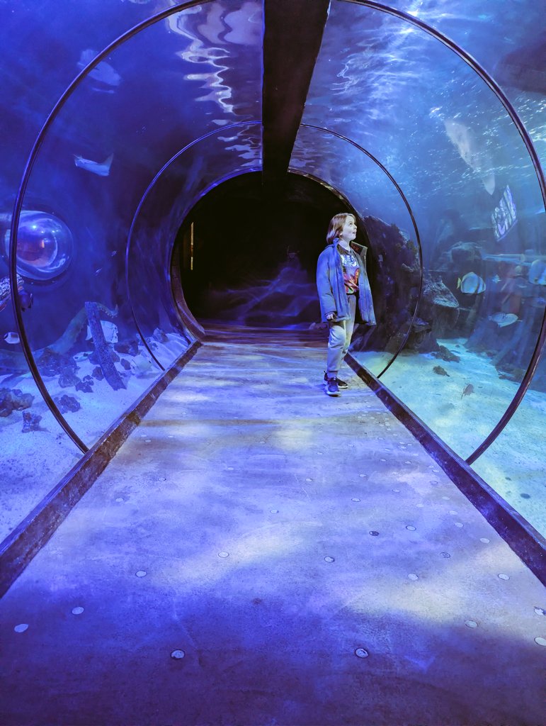 Quiet hour 1000-1100 in Sharkbait Reef by Sealife - the unseen support parks often get wrongly criticised for
