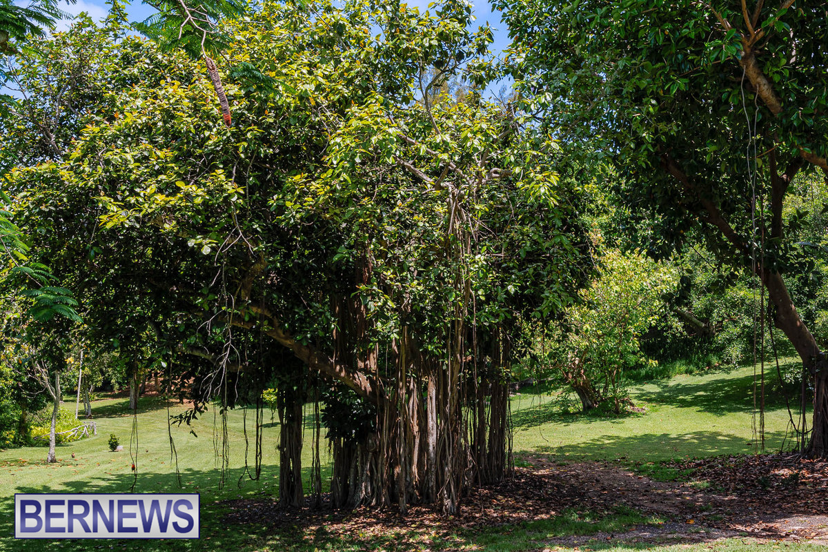 A spot of serenity at the Arboretum #Bermuda #ForeverBermuda Bernews.com