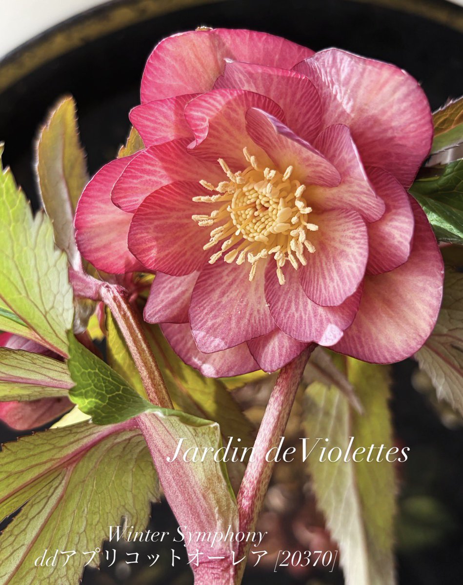 クリスマスローズ ウィンターシンフォニー💫 今日の花姿✨ ❄️お