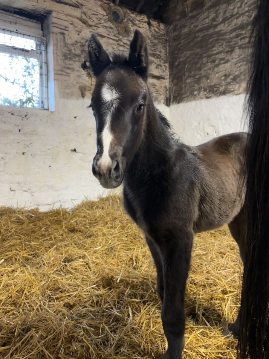 Nick Pocock tweet media