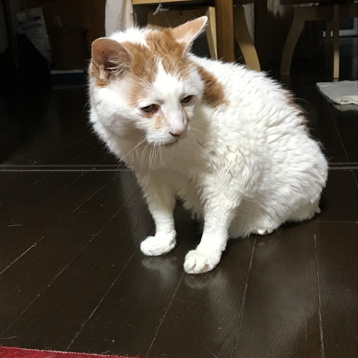 2021年7月22日の異常ヨボヨボ顔ご隠居の写真です　どうしたの