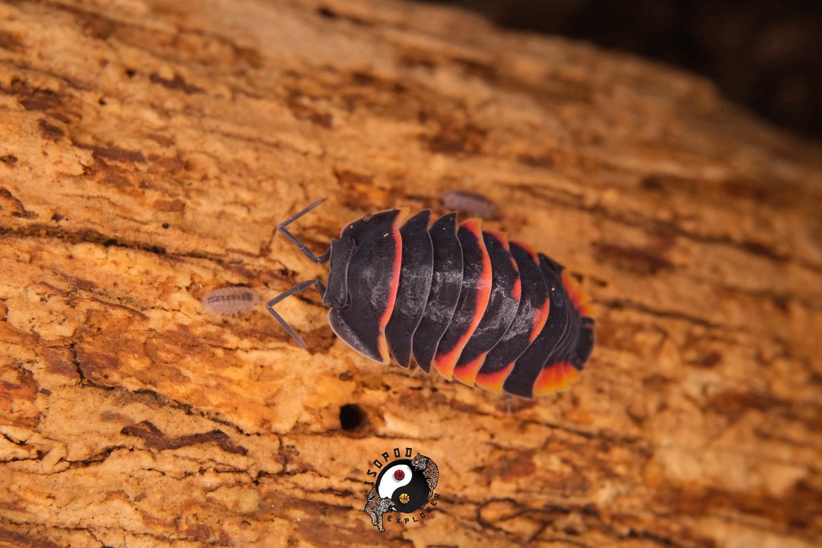 cjchan409's tweet photo. Ardentiella sp. Ember Bee <CB> with the little babies .

People failed to take care of these species. We had good stable line for Ember Bee captivity breed. ♥️🇲🇾
.
.
#isopod #insectexplorer #ardentiella https://t.co/dW93ihTcv8