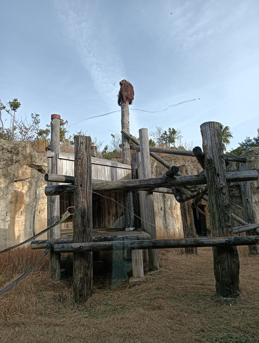 今日は確か、ボルネオオランウータン🦧バレンタインさんのお誕生日🎂40歳おめでとう㊗️また会えるといいな。