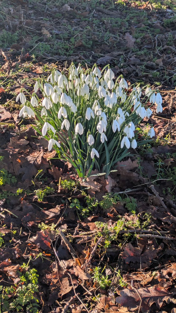 Sam Hoste tweet media