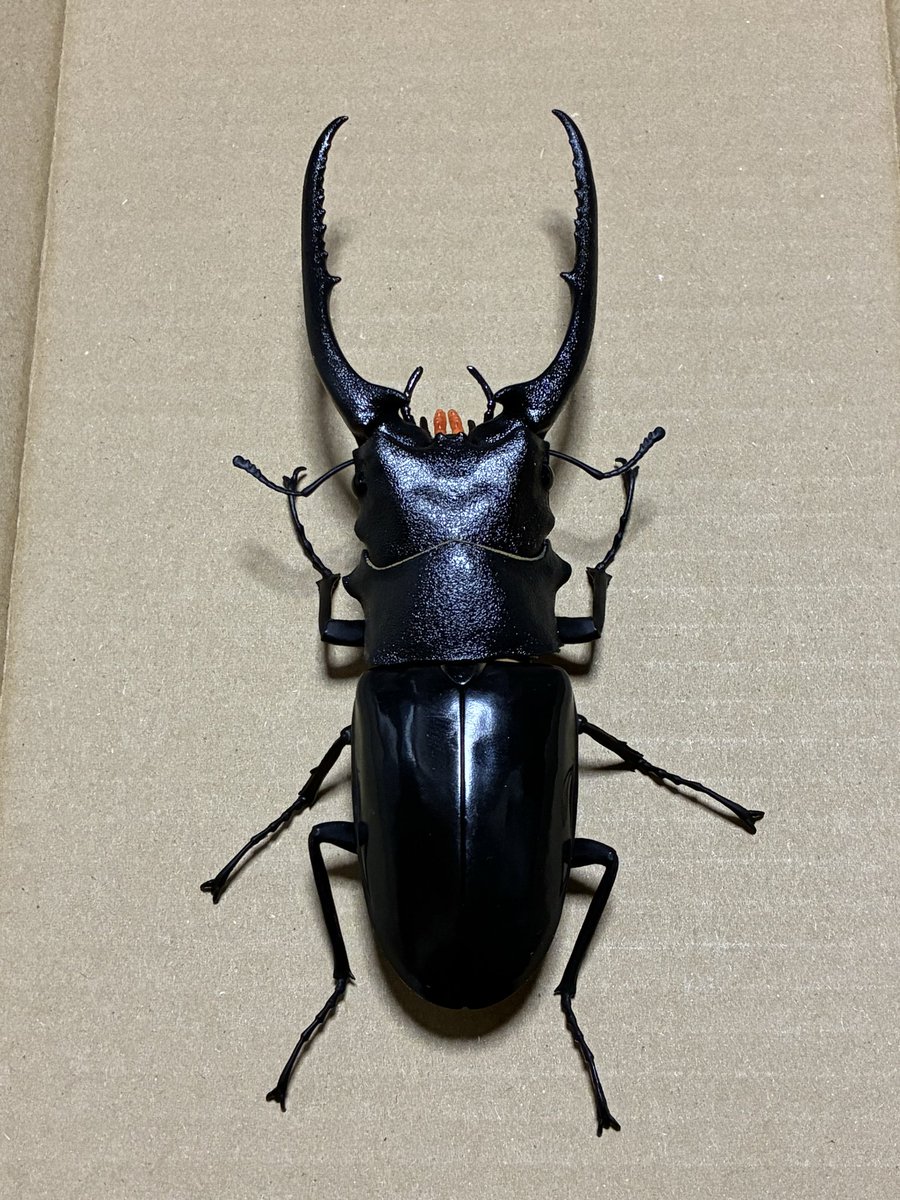 poecilocoris's tweet photo. 破損が口唇だけで他のパーツは完全だったので、ニコイチで完品にしました。
＃いきもの大図鑑 https://t.co/SxSG9tVLXR