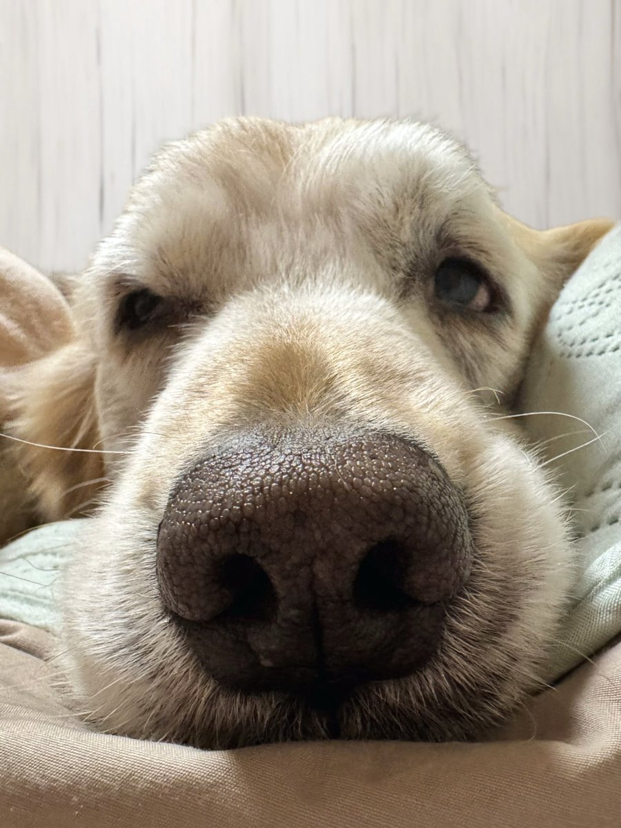 ワトソン ∪•ᴥ•∪ ゴールデンレトリバー tweet media