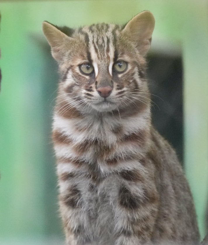 tama080707's tweet photo. かりおくん😻
2024/9/29📷
#東山動植物園
#那須どうぶつ王国
#ツシマヤマネコ
#かりお
#tsushimaleopardcat
#Kario https://t.co/I07Olvo9rk