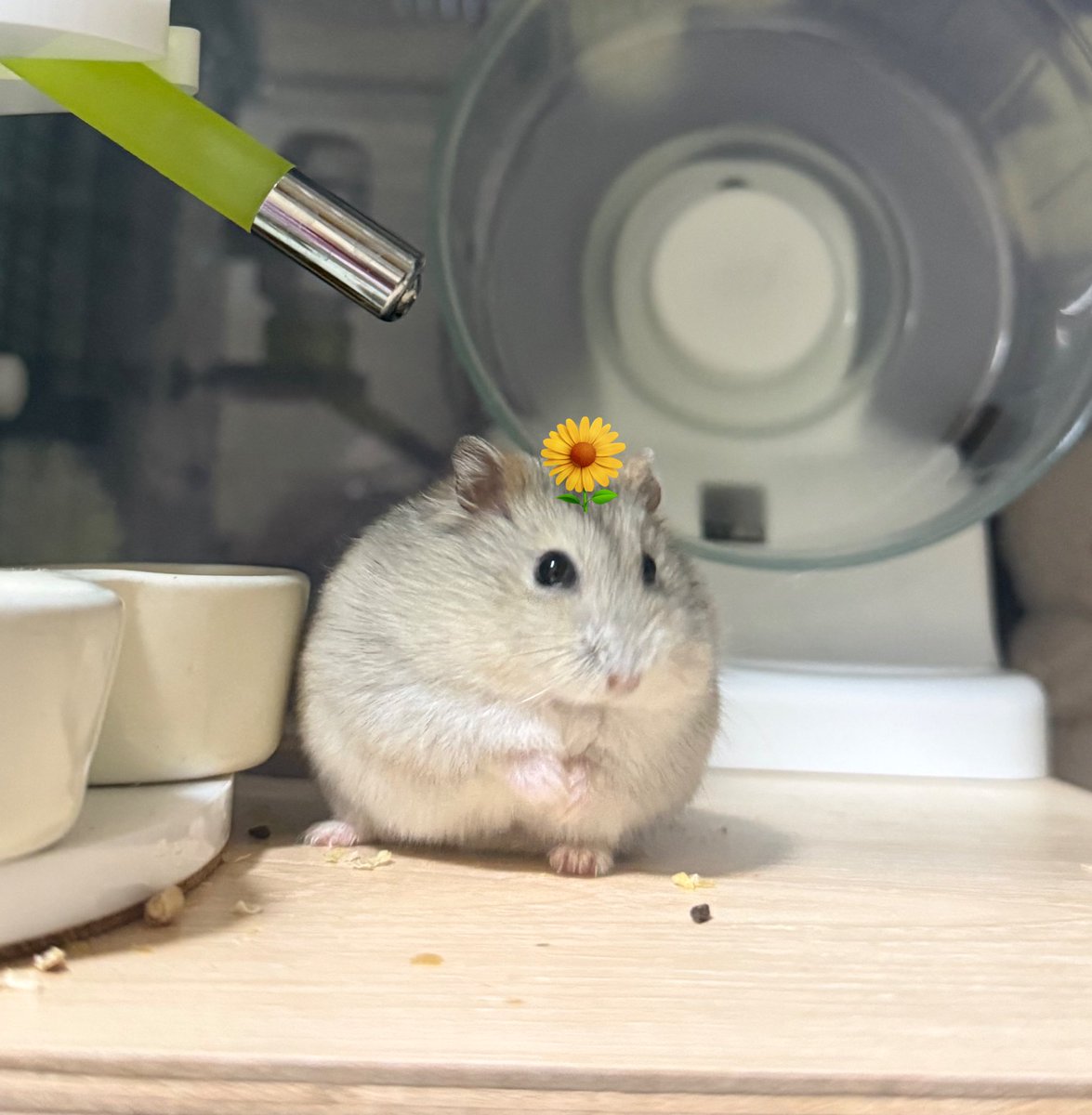 石っこどうぶつさん(<a href="/amimaru0291/">石っこどうぶつ2/14ローデンツ東京G-12</a> )のあまりにもかわいい一輪挿ハムﾁｬﾝ🌼
どことなくとろろにも見えてｽｷ~☺️