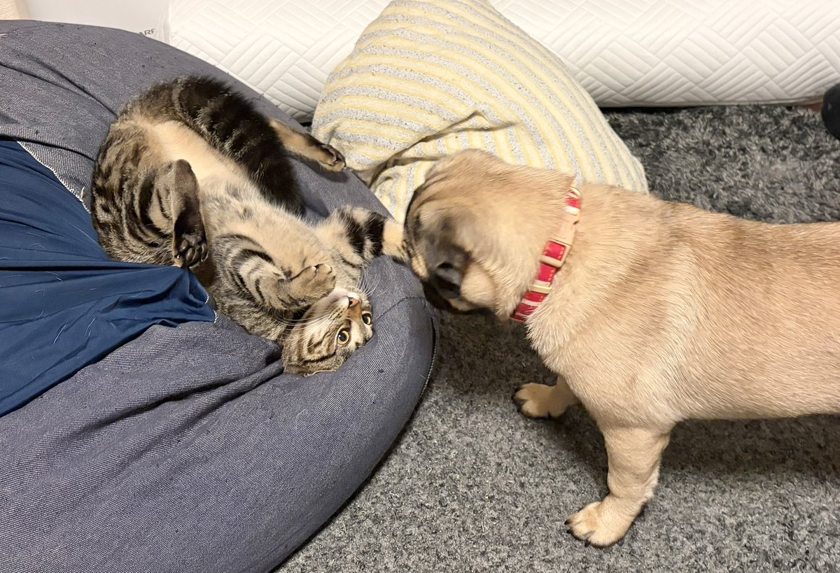 westskkr's tweet photo. ひょんなことから仔猫と仔犬を迎えまして4ヶ月が経ち。どちらも平均より大きくおがっててとても良いとおもいますと思うしかない日々 https://t.co/O0lKpH3L28