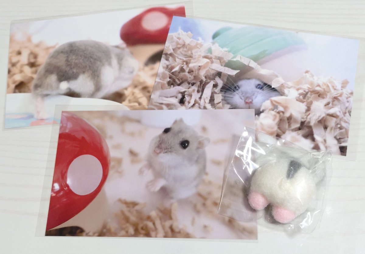 00kyatatsu00's tweet photo. ローデンツでの購入品🐹💕
初めて参戦しましたが、かわいいグッズがいっぱいで各お店の方みんな優しくて愛情いっぱいで、とっても楽しめました！ぜんぶ大事にします✨️
#ローデンツ東京 https://t.co/oJnf9ymk4B