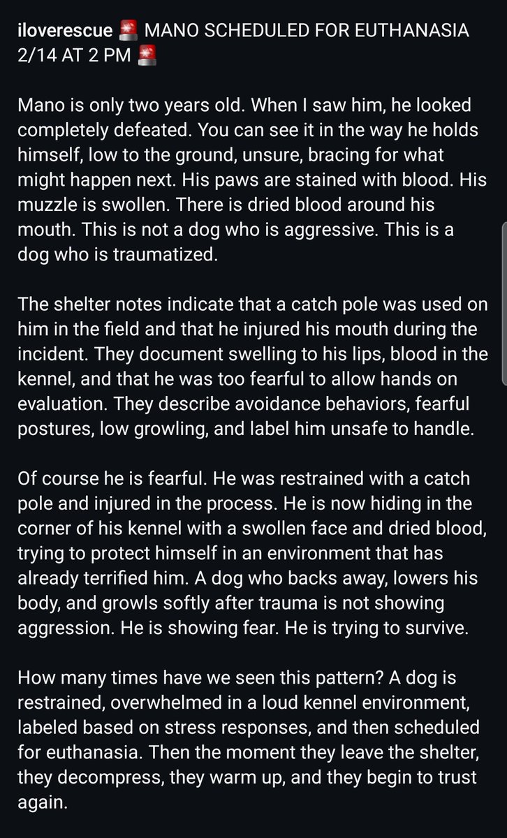 8415_n's tweet photo. MANO #A837430
2yo.#shepherd mix
Another ABEL. Badly abused on a catchpole. His paws stained w/blood, his muzzle swollen.
Hey SB Board of Supervisors! Look here, not there, what "animal care" does to abused, neglected and abandoned dogs! ALL UNDER YOUR WATCH! #Devore #sheprescue https://t.co/sflaLpLY59
