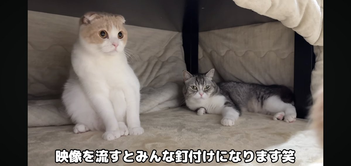 フォウ (@EMs5B5rXk3nxWbS) / Posts / X