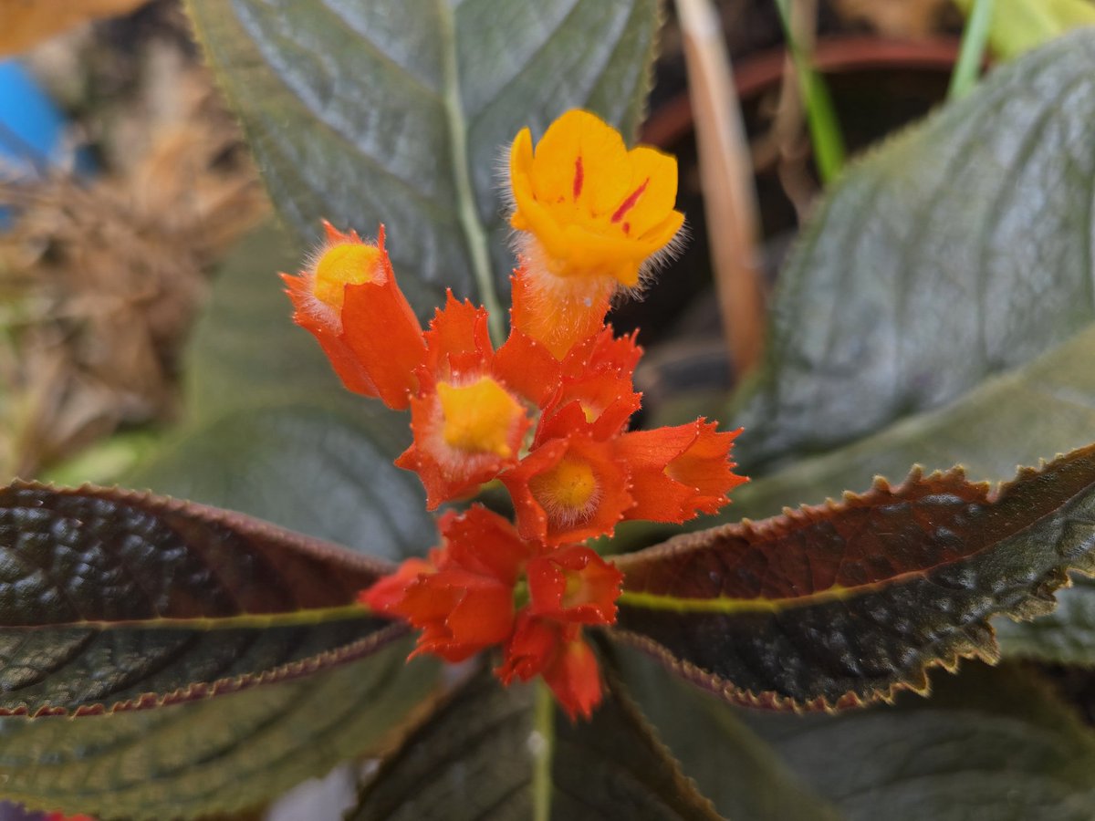 GoofyGiri's tweet photo. Today's Bloom ♥️🧡💛♥️
#Flaming Yellow
#Burning Orange
#Blooming Red Somewhere In Bn https://t.co/OYoJXmz69v